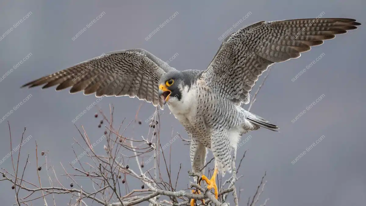 Ein Wanderfalke landet mit ausgebreiteten Flügeln auf einem kahlen Ast.