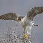 Ein Wanderfalke landet mit ausgebreiteten Flügeln auf einem kahlen Ast.