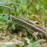 Eine grüne Zauneidechse sitzt aufmerksam im Gras und blickt zur Seite.