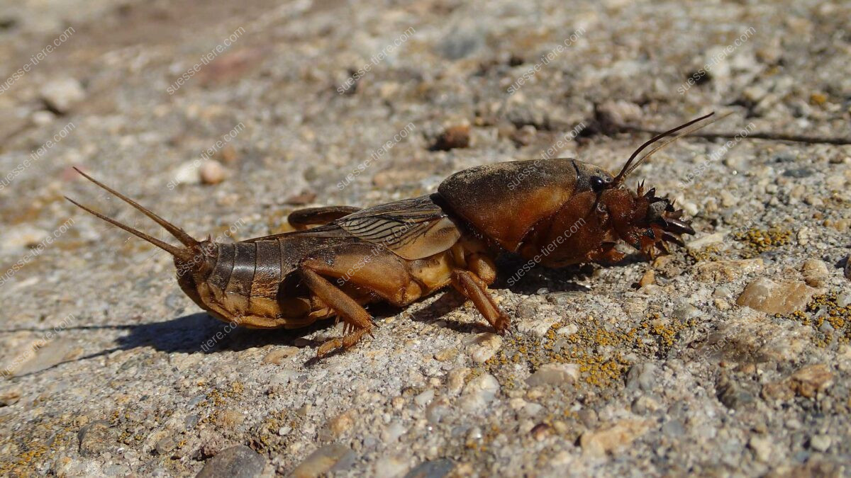 Eine Europäische Maulwurfsgrille sitzt mit ausgebreiteten Grabbeinen auf steinigem Boden.