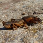 Eine Europäische Maulwurfsgrille sitzt mit ausgebreiteten Grabbeinen auf steinigem Boden.