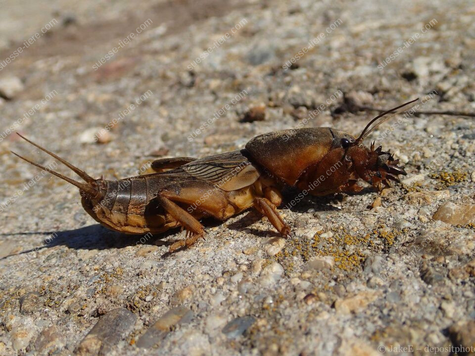 Eine Europäische Maulwurfsgrille sitzt mit ausgebreiteten Grabbeinen auf steinigem Boden.