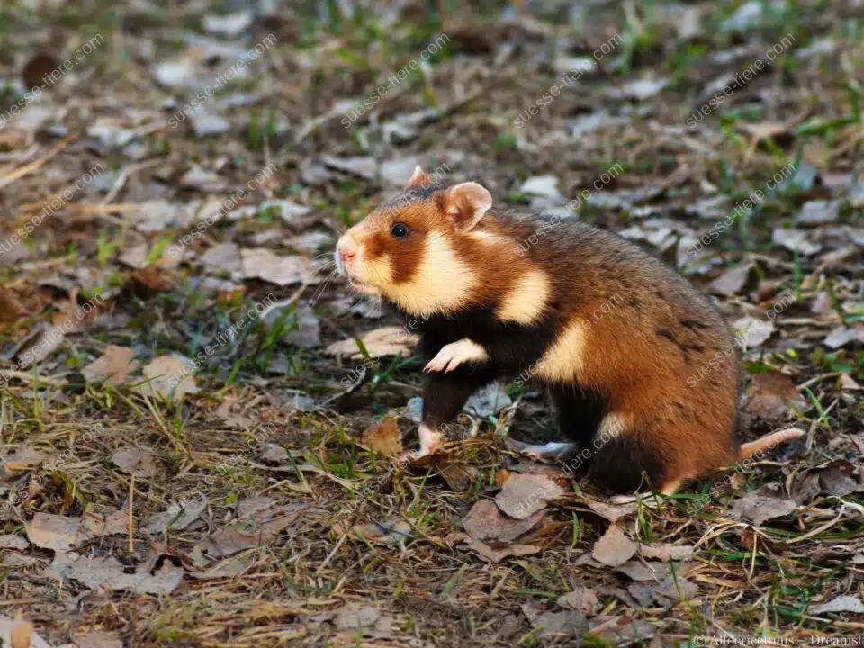Ein Europäischer Feldhamster sitzt aufmerksam zwischen trockenem Laub auf dem Waldboden.