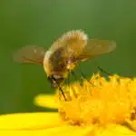 Ein Großer Wollschweber schwebt über einer gelben Blüte und saugt Nektar.