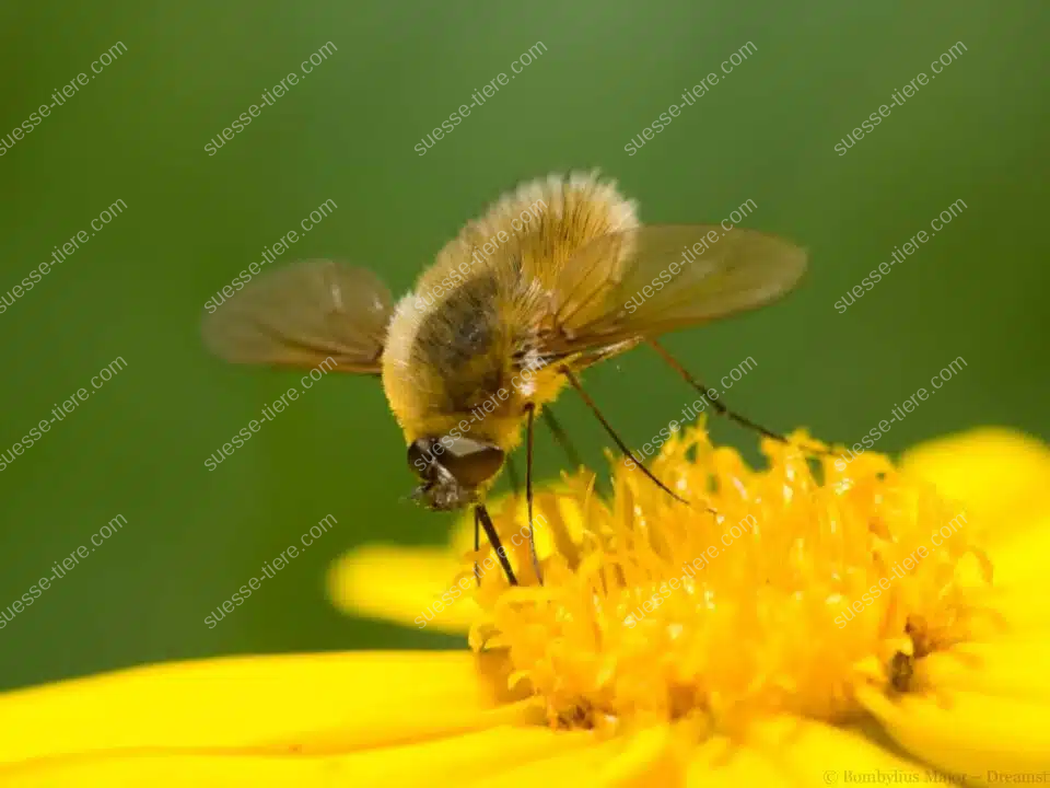 Ein Großer Wollschweber schwebt über einer gelben Blüte und saugt Nektar.