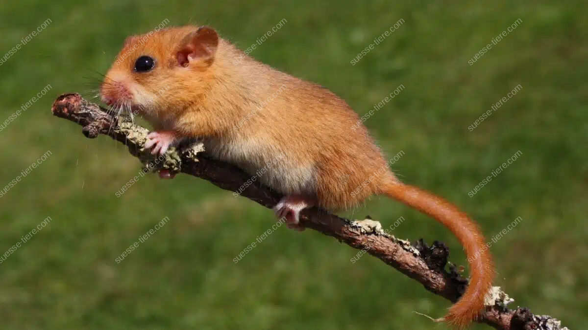 Eine Haselmaus sitzt mit buschigem Schwanz auf einem dünnen Ast.