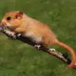 Eine Haselmaus sitzt mit buschigem Schwanz auf einem dünnen Ast.