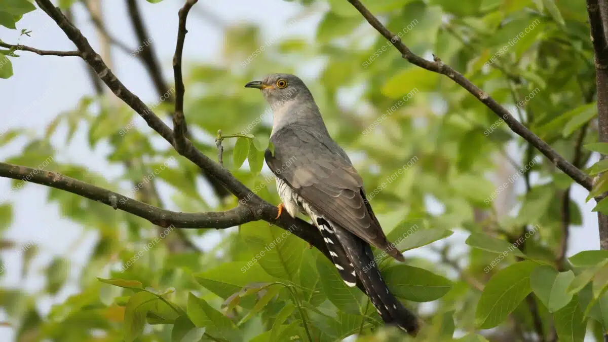 Ein Kuckuck sitzt aufmerksam auf einem Ast zwischen Blättern eines Baumes.
