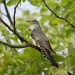 Ein Kuckuck sitzt aufmerksam auf einem Ast zwischen Blättern eines Baumes.