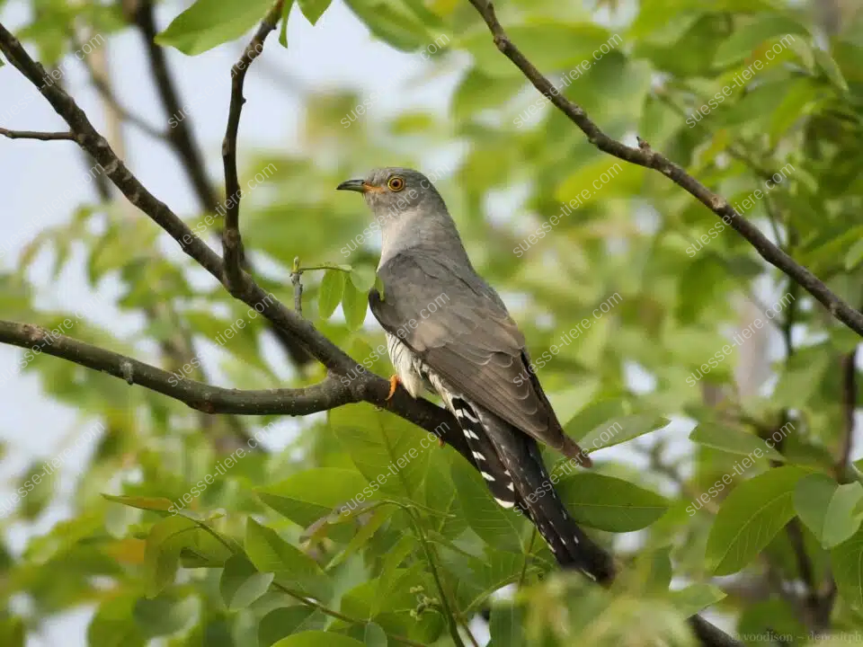 Ein Kuckuck sitzt aufmerksam auf einem Ast zwischen Blättern eines Baumes.
