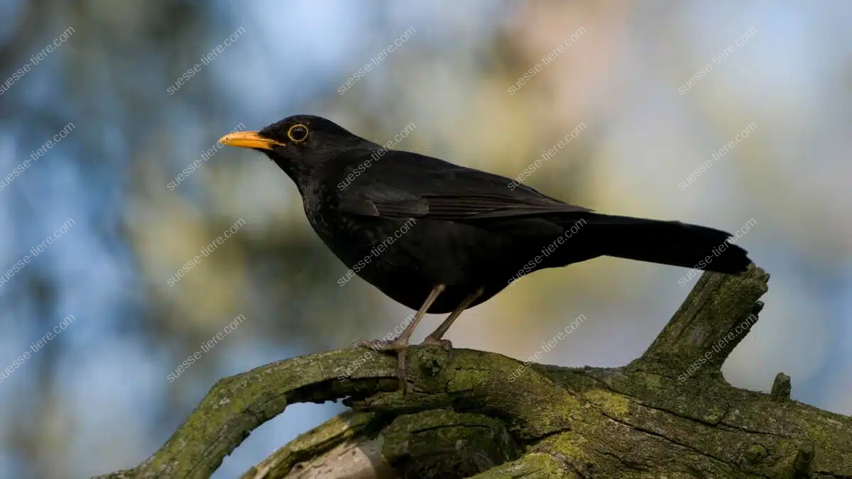 Eine schwarze Amsel mit gelbem Schnabel sitzt aufmerksam auf einem moosbewachsenen Ast.