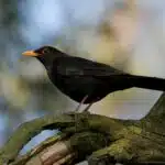 Eine schwarze Amsel mit gelbem Schnabel sitzt aufmerksam auf einem moosbewachsenen Ast.