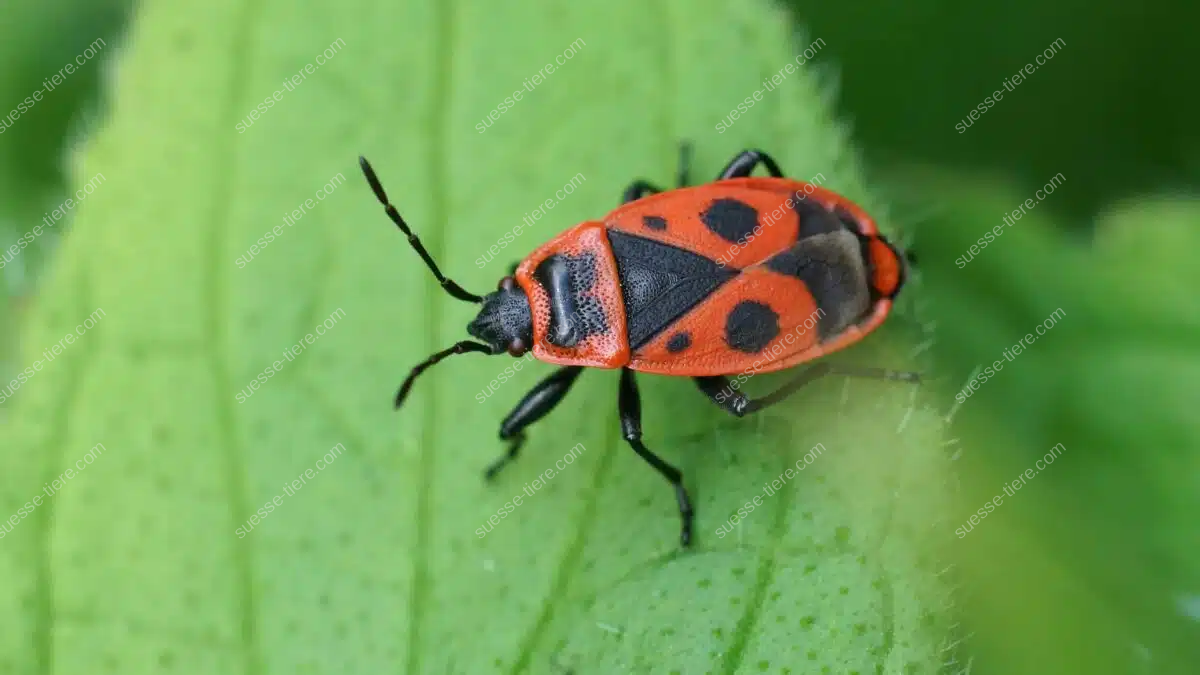 Eine rot-schwarze Feuerwanze sitzt deutlich sichtbar auf einem grünen Blatt.
