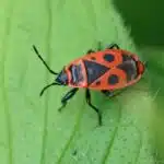 Eine rot-schwarze Feuerwanze sitzt deutlich sichtbar auf einem grünen Blatt.