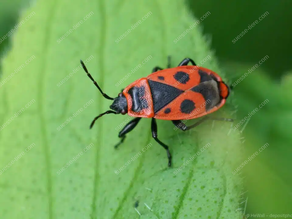 Eine rot-schwarze Feuerwanze sitzt deutlich sichtbar auf einem grünen Blatt.
