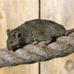 Eine Hausmaus bewegt sich vorsichtig über ein gespanntes Seil in heller Umgebung.