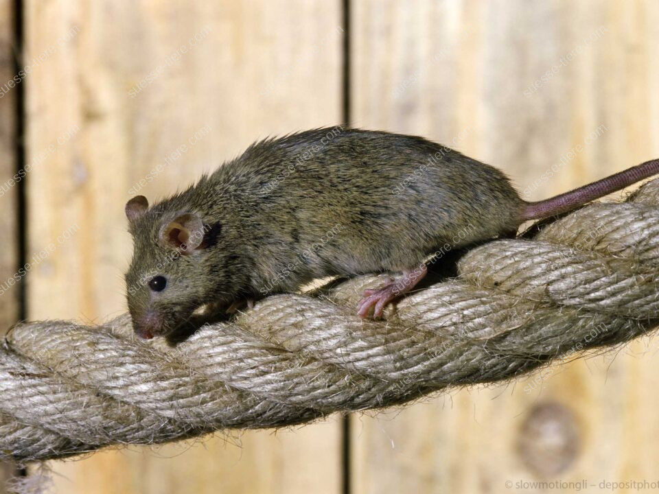 Eine Hausmaus bewegt sich vorsichtig über ein gespanntes Seil in heller Umgebung.