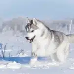 Ein Siberian Husky bewegt sich kraftvoll durch tiefen Schnee in winterlicher Umgebung.