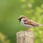 Ein Haussperling sitzt auf einem Holzpfosten vor grünem Hintergrund.