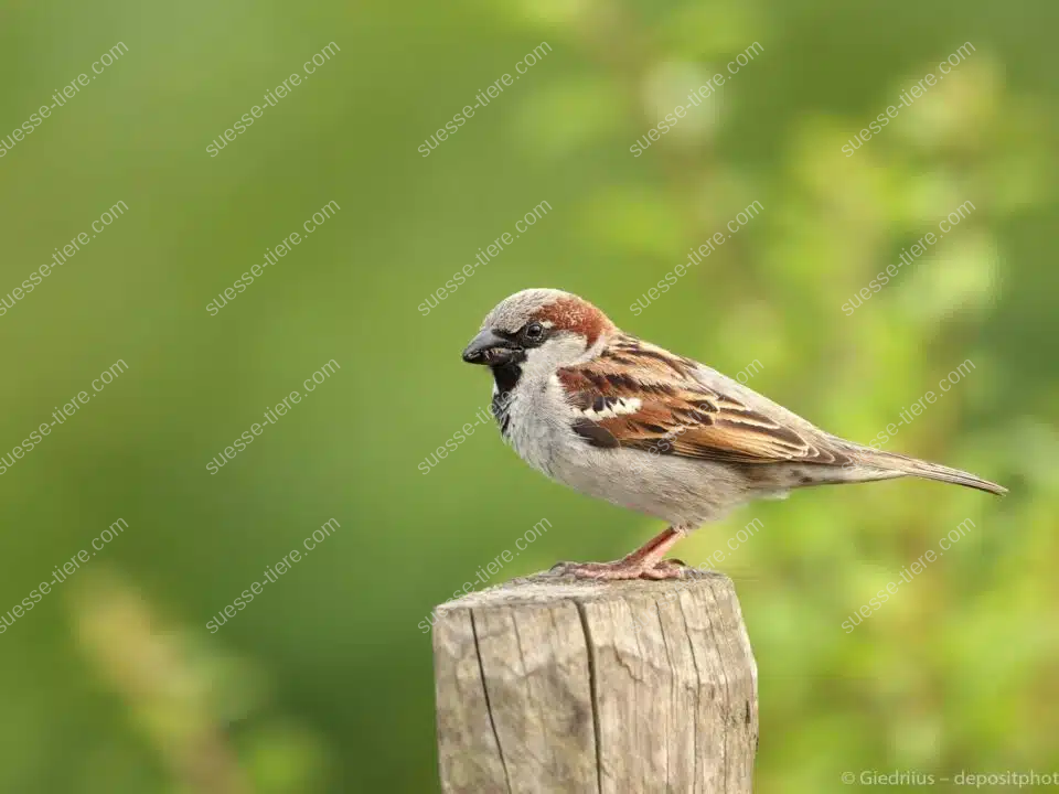 Ein Haussperling sitzt auf einem Holzpfosten vor grünem Hintergrund.