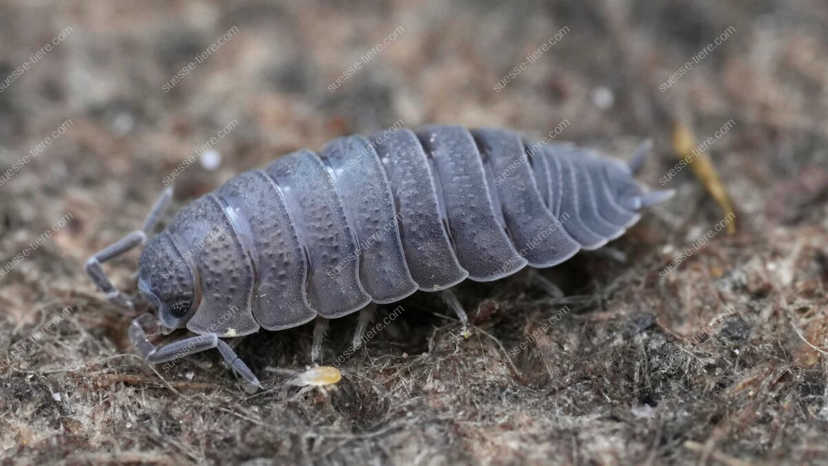 Eine graue Kellerassel krabbelt über feuchten Waldboden.