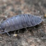 Eine graue Kellerassel krabbelt über feuchten Waldboden.