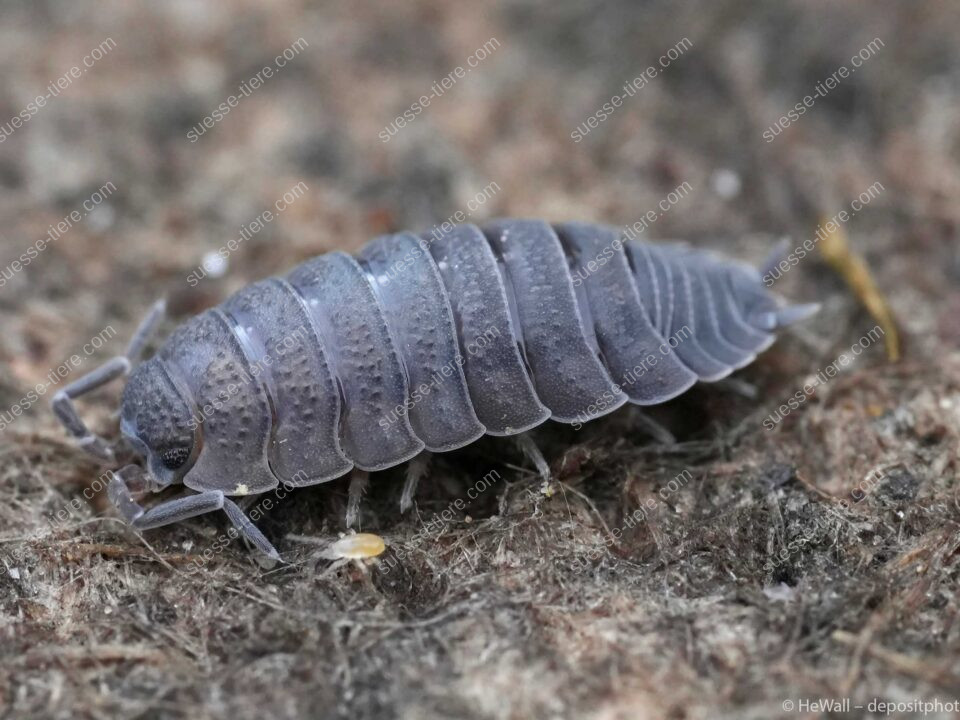 Eine graue Kellerassel krabbelt über feuchten Waldboden.