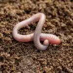 Ein Regenwurm kriecht über feuchte, lockere Gartenerde.