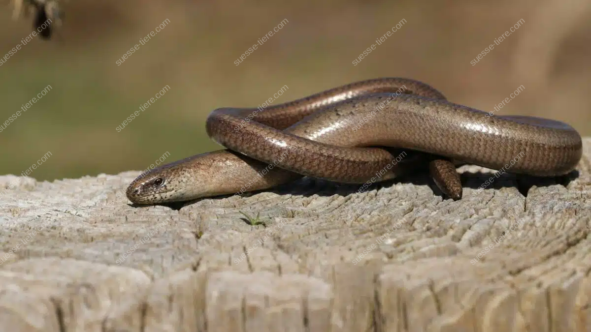 Eine Westliche Blindschleiche liegt zusammengerollt auf einem Holzstamm im Sonnenlicht.