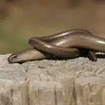 Eine Westliche Blindschleiche liegt zusammengerollt auf einem Holzstamm im Sonnenlicht.