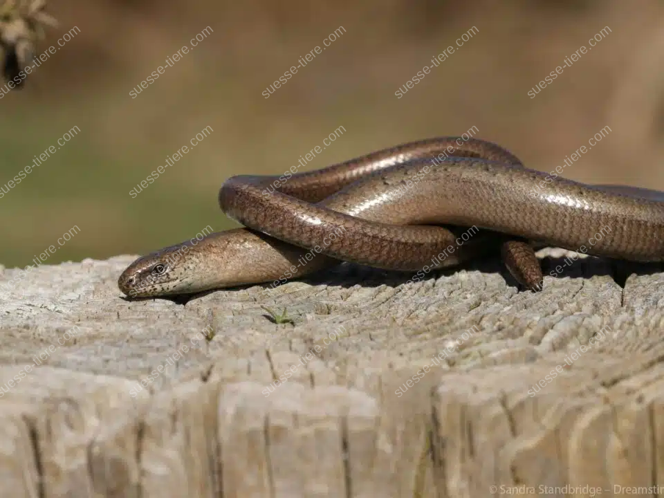 Eine Westliche Blindschleiche liegt zusammengerollt auf einem Holzstamm im Sonnenlicht.