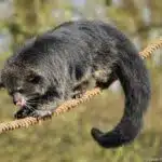 Ein Binturong balanciert auf einem Seil und streckt dabei leicht die Zunge heraus.
