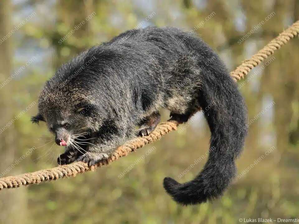 Ein Binturong balanciert auf einem Seil und streckt dabei leicht die Zunge heraus.
