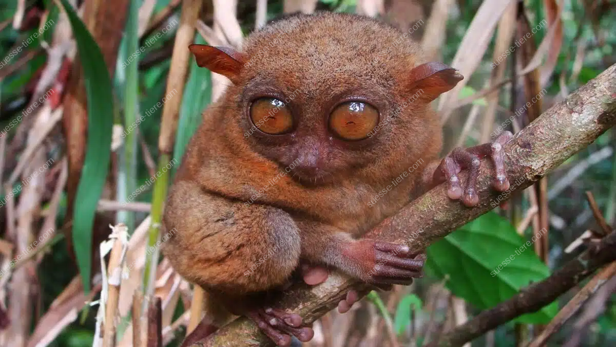 Ein Koboldmaki sitzt auf einem Ast und blickt mit großen Augen in die Kamera.