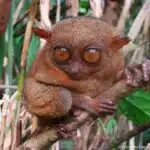 Ein Koboldmaki sitzt auf einem Ast und blickt mit großen Augen in die Kamera.