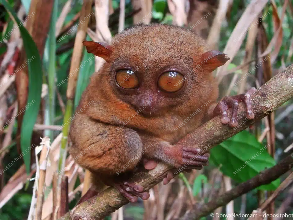 Ein Koboldmaki sitzt auf einem Ast und blickt mit großen Augen in die Kamera.