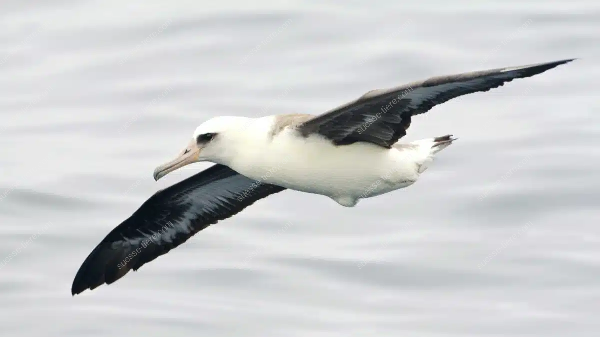 Ein Laysanalbatros gleitet mit ausgebreiteten Flügeln über das Meer.