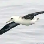 Ein Laysanalbatros gleitet mit ausgebreiteten Flügeln über das Meer.