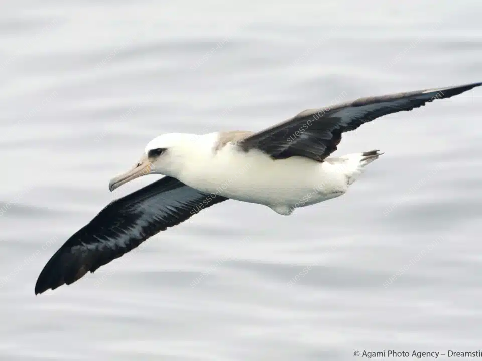 Ein Laysanalbatros gleitet mit ausgebreiteten Flügeln über das Meer.
