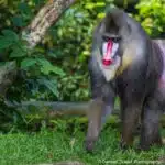 Ein Mandrill mit auffälligem Gesicht läuft durch den Regenwald.