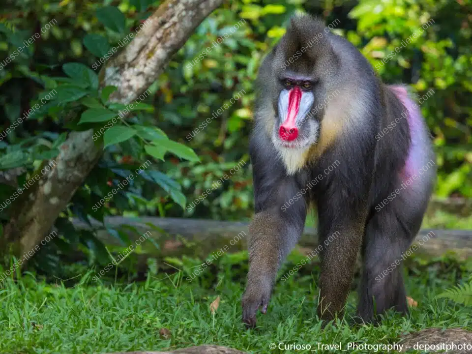 Ein Mandrill mit auffälligem Gesicht läuft durch den Regenwald.