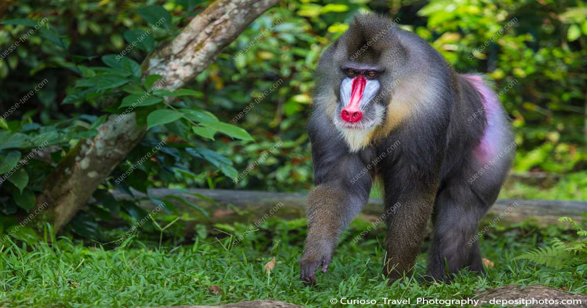Mandrill Java Mandrills: Farbenprächtige Primaten mit markantem Gesicht