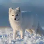 Ein weißer Polarfuchs steht im Schnee und blickt aufmerksam in die Umgebung.