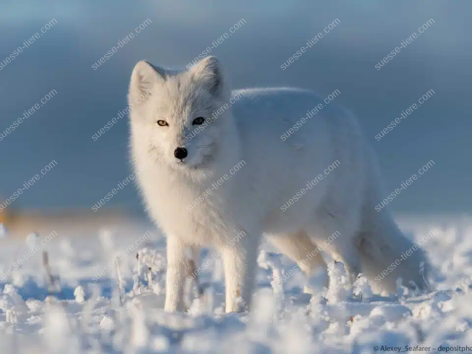 Ein weißer Polarfuchs steht im Schnee und blickt aufmerksam in die Umgebung.