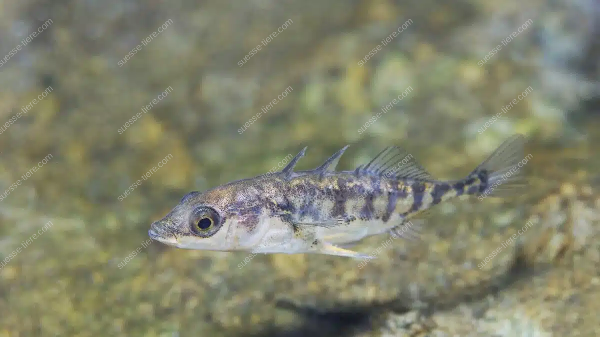 Ein Dreistachliger Stichling schwimmt über einem steinigen Gewässerboden.