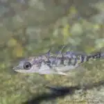 Ein Dreistachliger Stichling schwimmt über einem steinigen Gewässerboden.