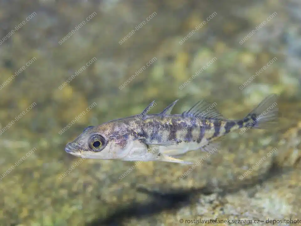Ein Dreistachliger Stichling schwimmt über einem steinigen Gewässerboden.