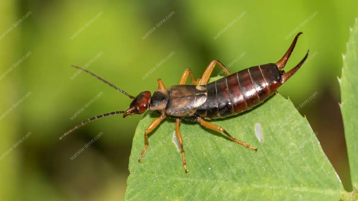 Ein Gemeiner Ohrwurm sitzt aufmerksam auf einem grünen Blatt im Sonnenlicht.