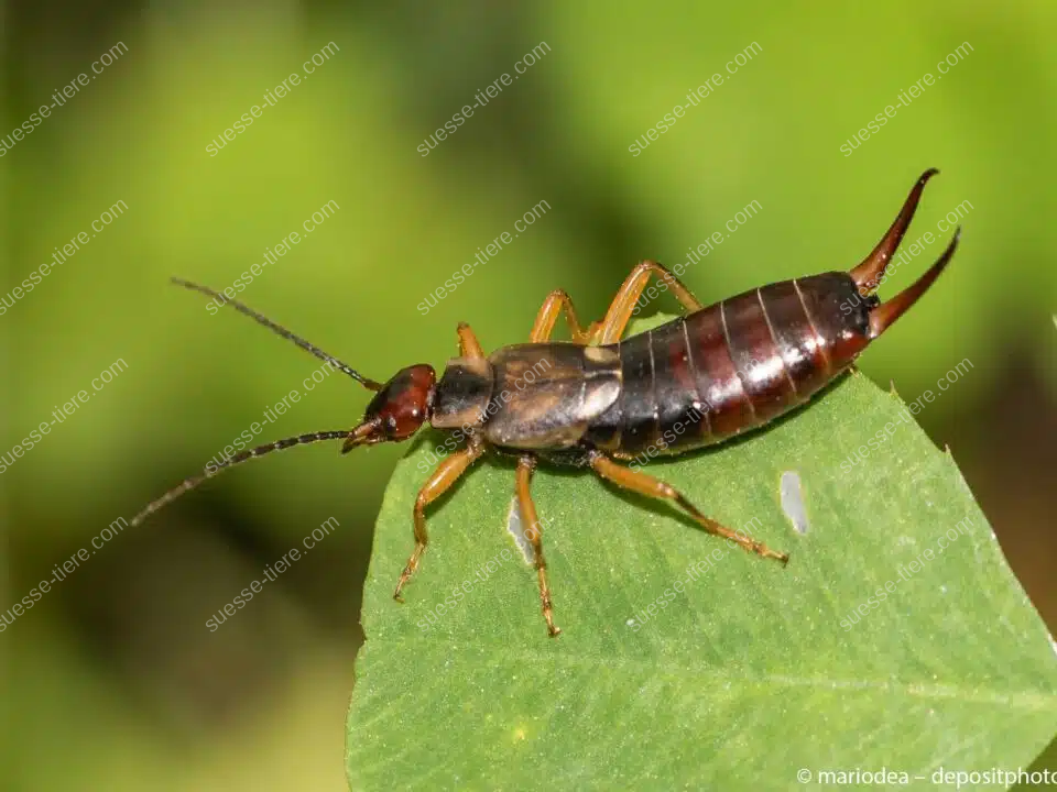 Ein Gemeiner Ohrwurm sitzt aufmerksam auf einem grünen Blatt im Sonnenlicht.