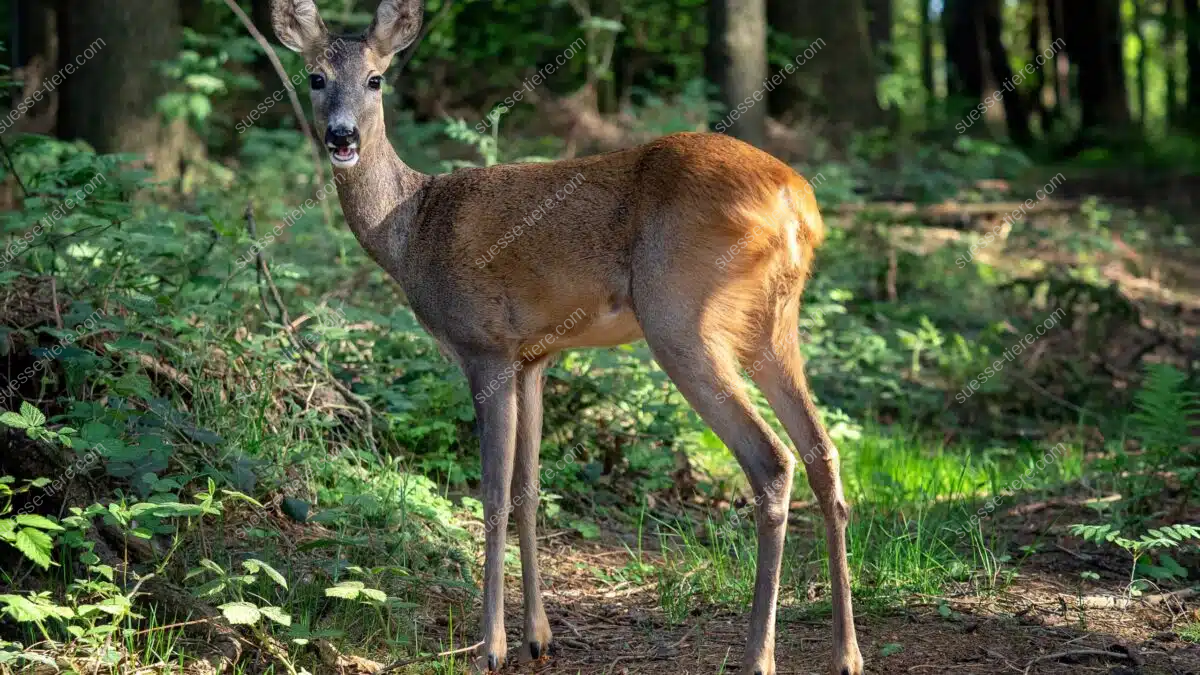 Ein Europäisches Reh steht aufmerksam auf einer Lichtung im Wald.